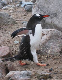gentoo penguin in antarctica travel photography