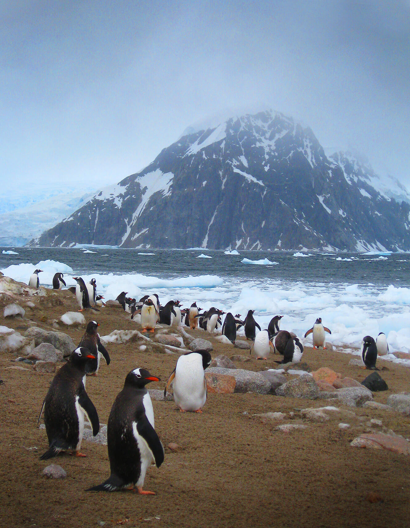 gentoo penguins hire photo art director for Antarctica